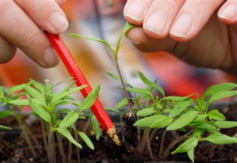 Quick Tips for Seed Sowing Success