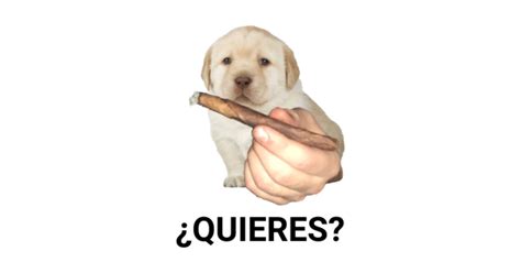 Quieres Dog Meme