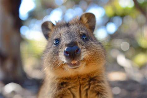 Close Up of Quokka