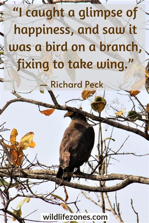 Quotes About Birds