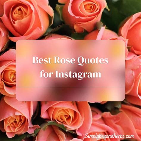 Quotes About Roses