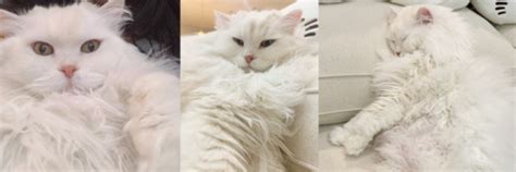 Quqco Onlyfans Leaks: Ultimate Access Guide