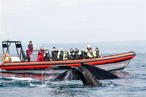 RIB Whale Watching Tour