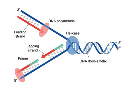 RNA Merupakan Cetakan DNA dalam Proses