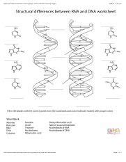RNA and DNA Worksheet coloring page | Free Printable Coloring Pages
