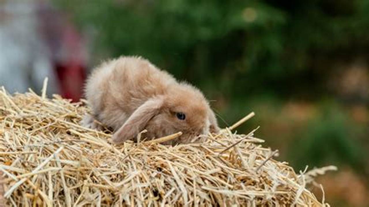 Rabbit Awareness Week 2024 Uk