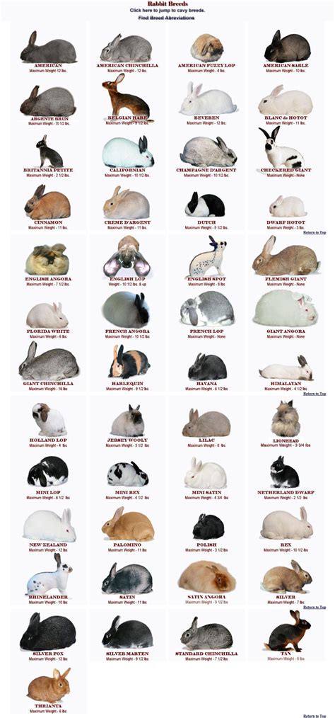 Rabbit Breed Identification Chart