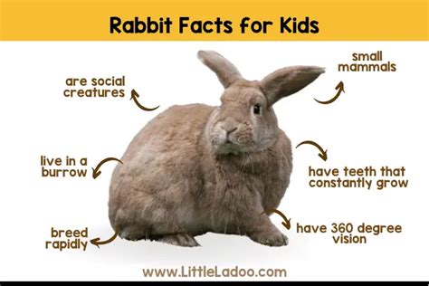 Rabbit Facts For Kids