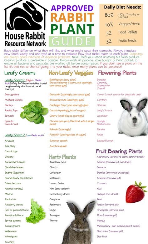 Rabbit Food: Types & Best Nutrition Choices