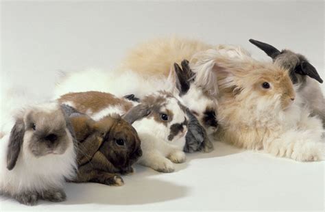 Rabbit Fur Patterns