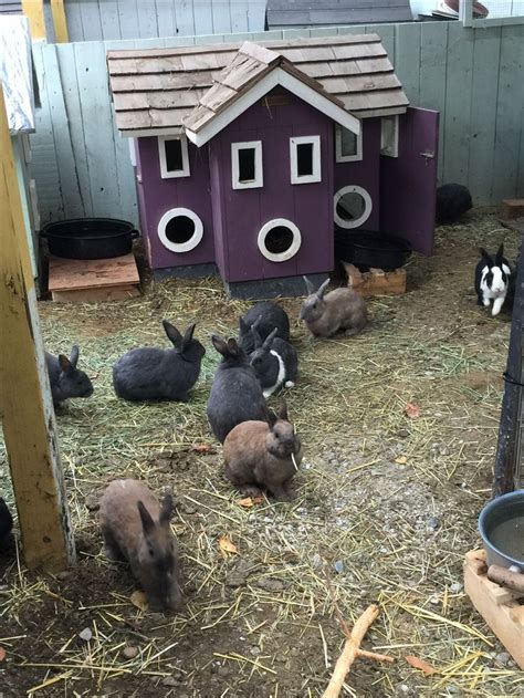 Rabbit Sanctuary Near Me