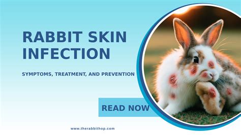 The Hare-Raising Truth Behind Rabbit Skin Infection: See Incredible Pictures That Will Have You Bewitched!