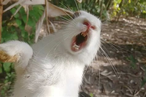 Rabbit Scream Cause