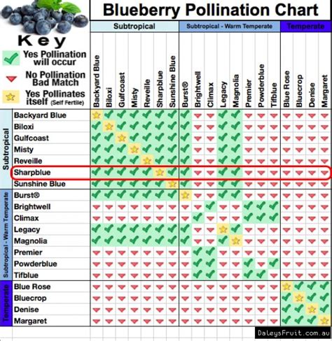 Rabbiteye Blueberry Cross Pollination Chart