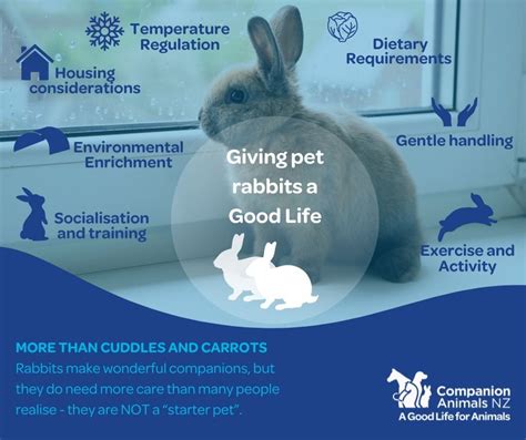 Rabbits Have Complex Social Needs