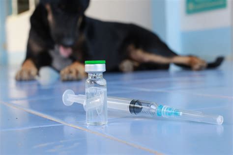 Rabies: Separating Myth from Fact - What You Need to Know