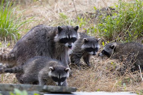 Raccoons