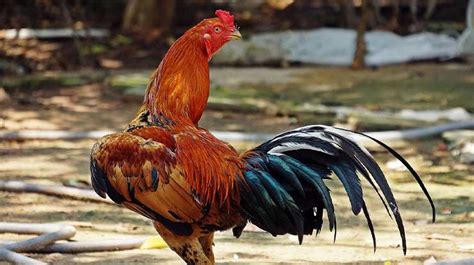Racikan Pakan Ayam Bangkok Agar Cepat Besar Tinggi Kuat