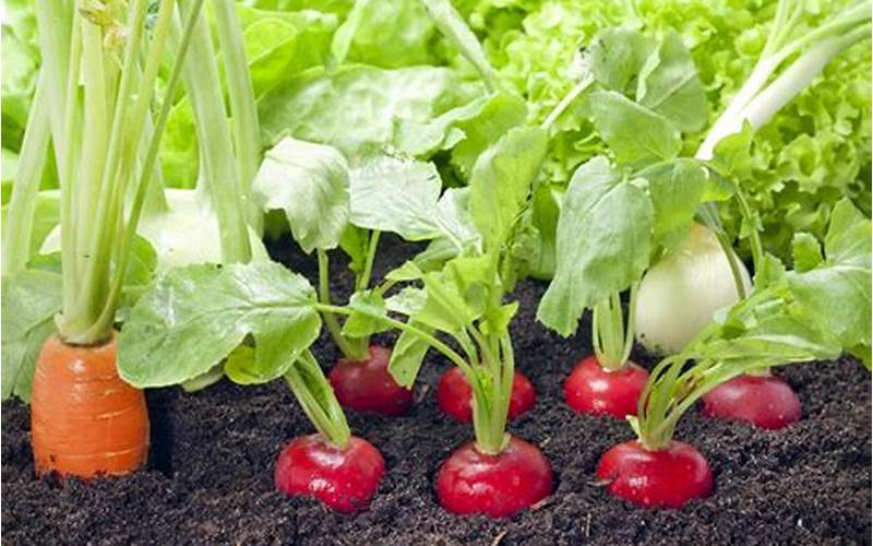 Radishes As Companion Plants