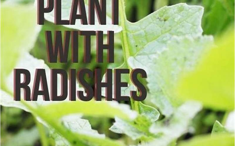 Radishes Companion Planting For Chard