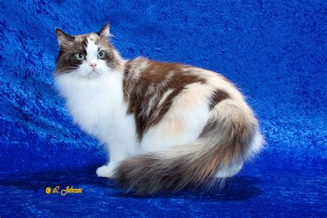 Ragamuffin cat appearance