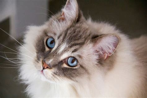 45. The Laid-Back Ragdoll - gambar tajam tapi ringan menggunakan trik dari weserv.nl API lengkapi dengan source image domain