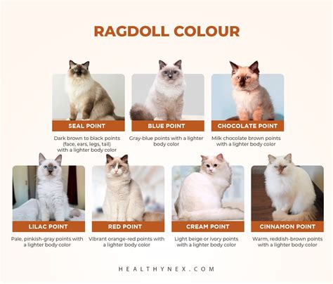 Ragdoll Cat Colors And Patterns
