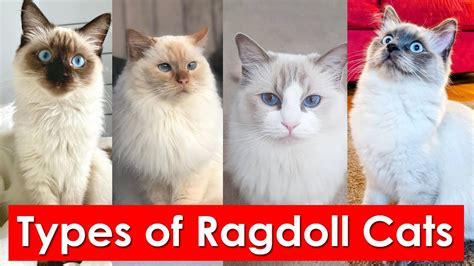Ragdoll Cat Patterns