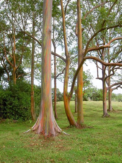 Living Rainbow Rainbow Eucalyptus, Most Beautiful Tree Bark on Earth