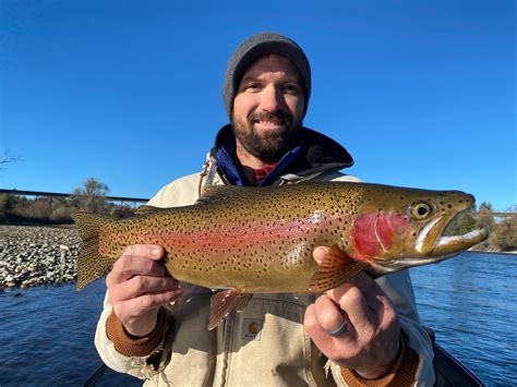 Recent Catches - Rainbow Trout