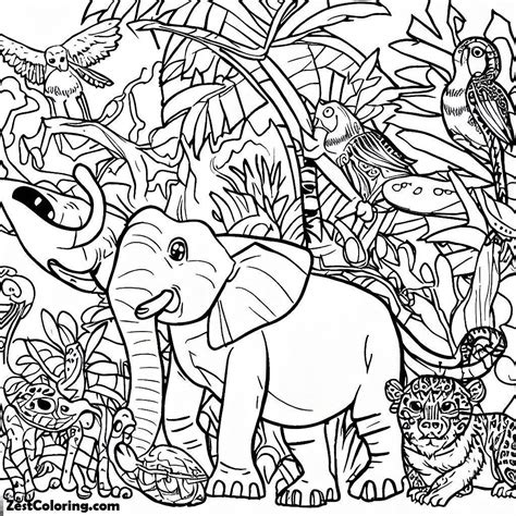 Rainforest Animals Colouring Sheets