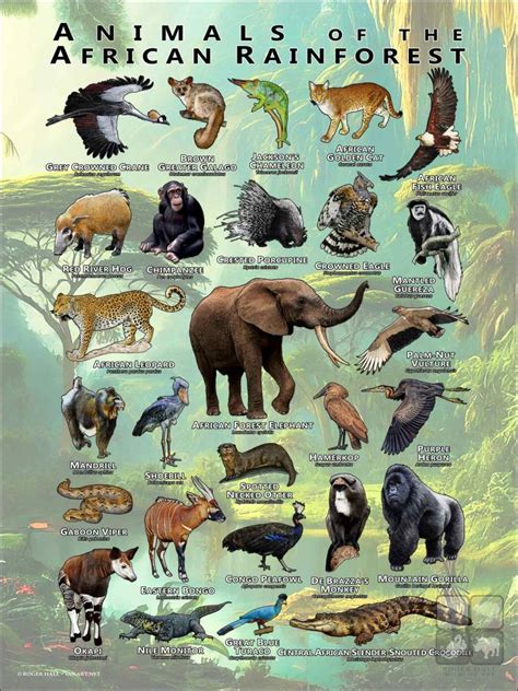 Rainforest Animals Pictures To Print