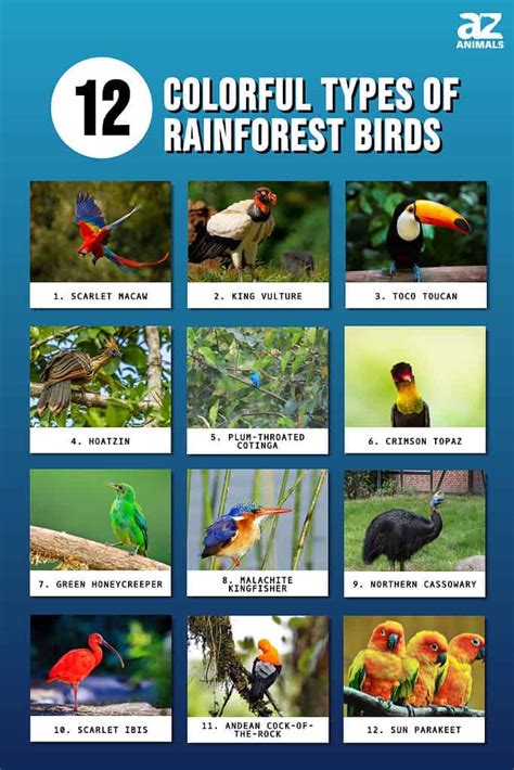 Rainforest Birds Images
