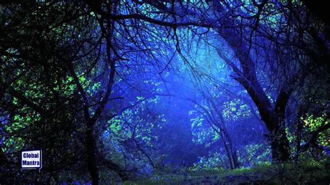 Rainforest Night Sounds