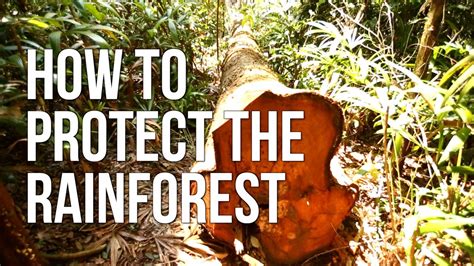 Rainforest Safety