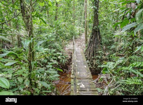 Rainforest Trails Peru