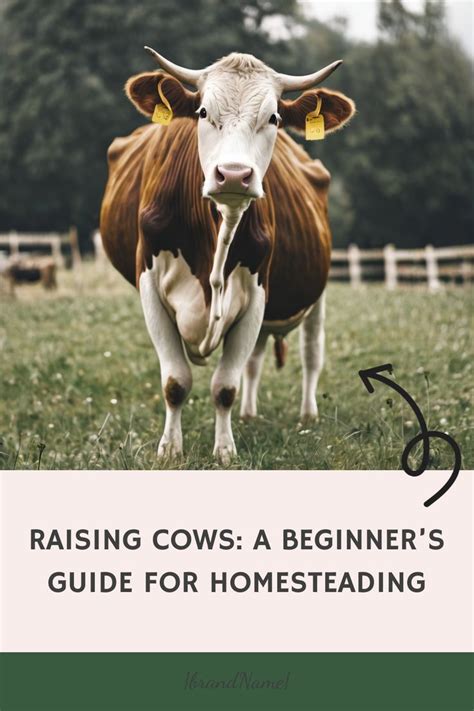 Raising Cows For Dummies – An Easy Guide