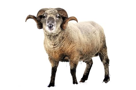 Discover the Beauty and Significance of the Majestic Ram Animal (Oveja) in Spanish Culture