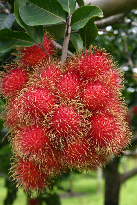 Rambutan