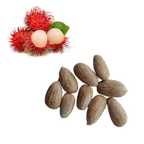 Rambutan Seed Name