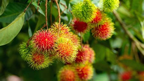 Rambutan is