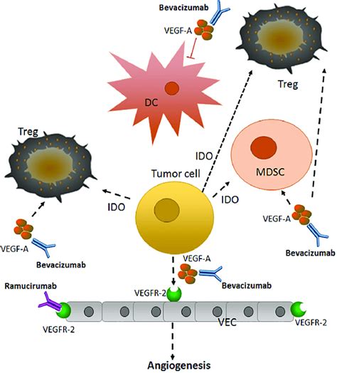Ramucirumab: The Anti-Angiogenic Approach