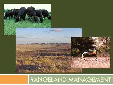 Rangeland