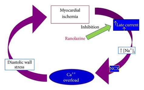 Animated Guide: Understanding the Mechanism of Action of Ranolazine - A Powerful Cardiovascular Drug