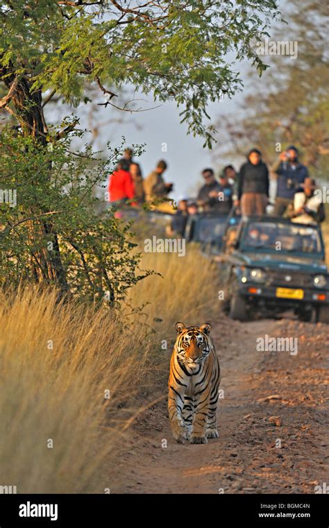 Jaipur Ranthambhore Tiger Safari Day Trip: A Detailed Review