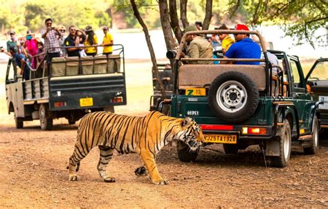 Ranthambore Safari Experience