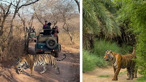 Ranthambore Safari Planning
