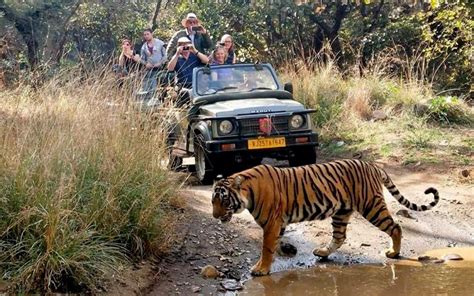 Ranthambore Safari Waiting List