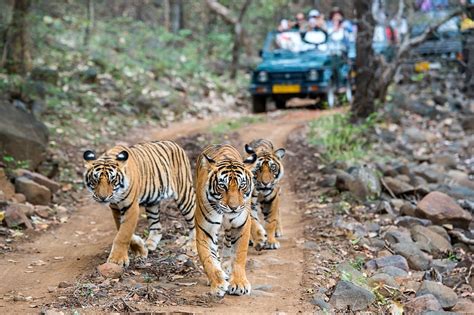 Ranthambore Tiger Safari Experience