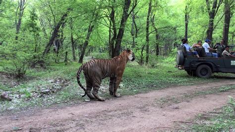 Ranthambore Tiger Sighting